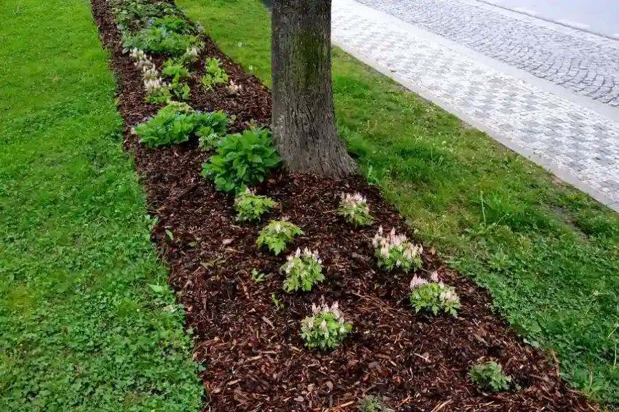Tree Mulching